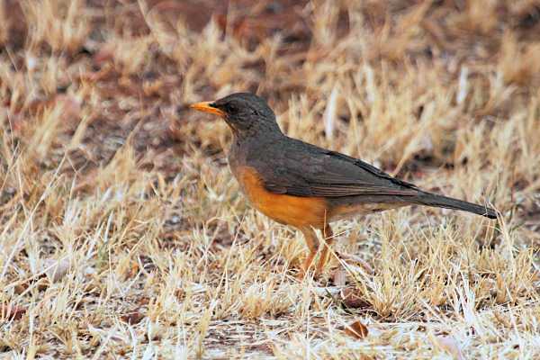 AfricanThrush_6641.jpg