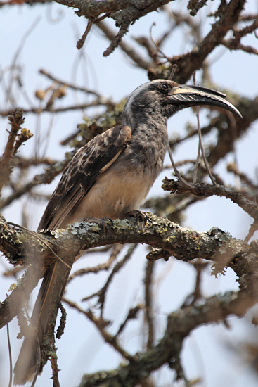 GreyHornbill_6631.jpg