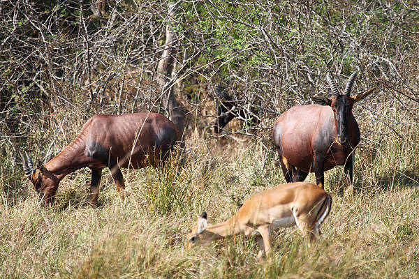 Impala&Topi_6601.jpg