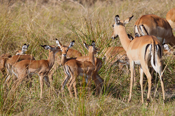 Impala_6596.jpg