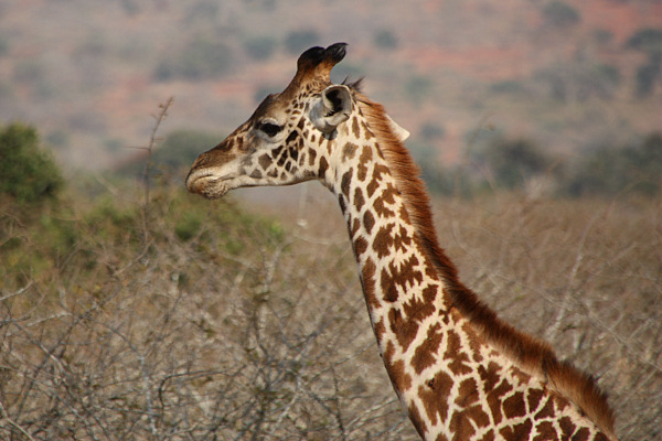 MaasaiGiraffe_2467.jpg