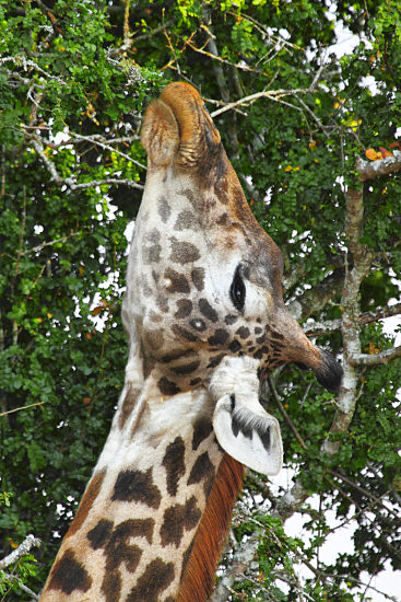 MaasaiGiraffe_6573v.jpg