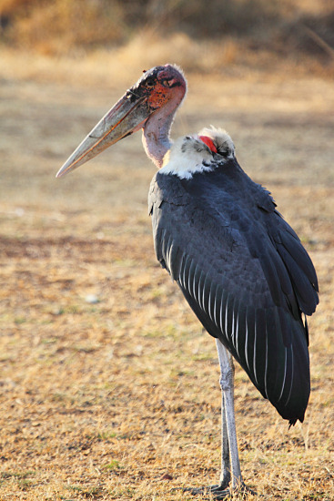 MarabouStork_6670v.jpg
