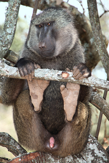 OliveBaboons_2499v.jpg