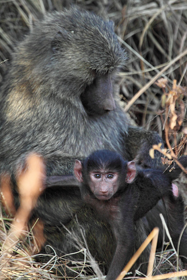 OliveBaboons_6651v.jpg