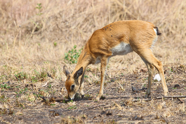 OribiAntelope_Female_6617.jpg