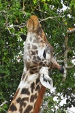 MaasaiGiraffe_6573v