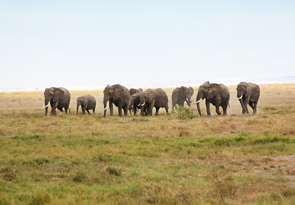 ElephantCrossing_P3_m_1988.jpg