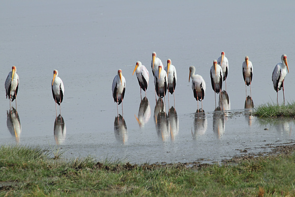 YellowBilledStorks_5446.jpg