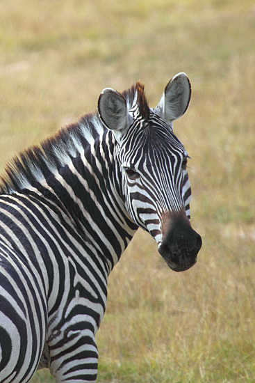 Zebra_5541v.jpg