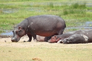 Hippos_5516