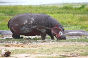 Hippos_5529