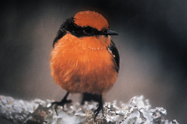 GalSantaCruse7VermillionFlycatcher.jpg