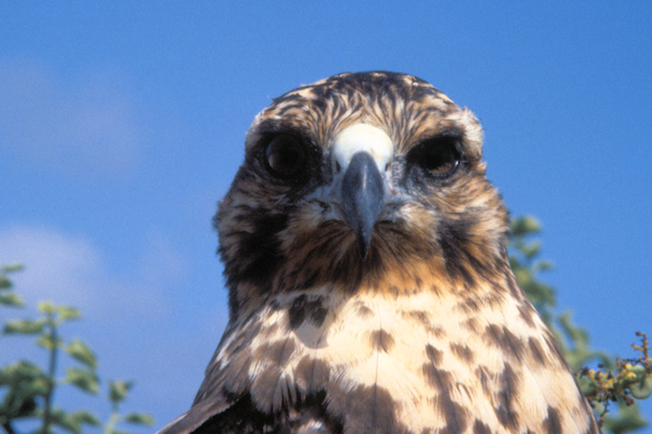 GalSantaFeIsland9GalapagosEagle.jpg