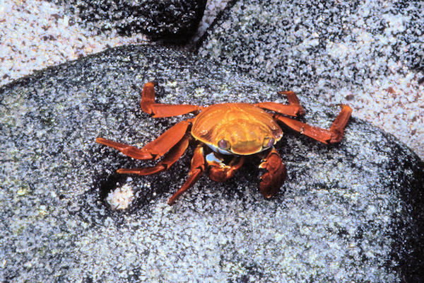 GalSantiago20SallyLightfootCrab.jpg