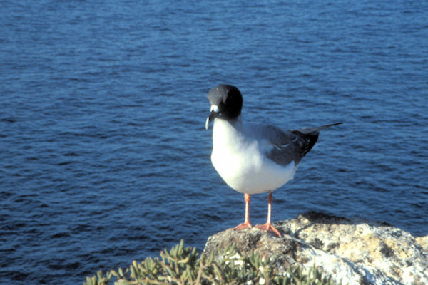 GalSouthPlazaIsland10SwallowtailGull.jpg