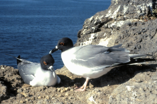 GalSouthPlazaIsland11SwallowtailGulls.jpg