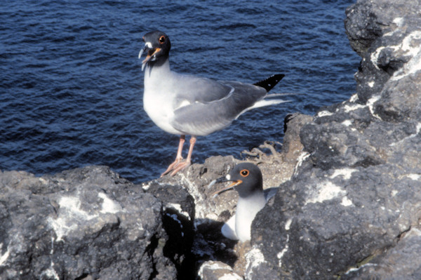 GalSouthPlazaIsland16SwallowTailGulls.jpg