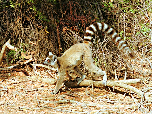 RingTailedLemur12.jpg