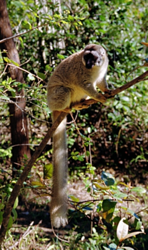 Vacona18BrownLemur.jpg