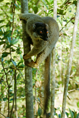 Vacona9BrownLemur.jpg