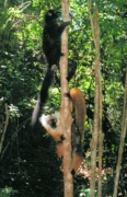 NosyBe15BlackLemurs