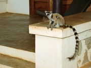 RingTailedLemur10