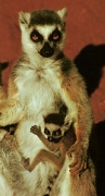 RingTailedLemur4