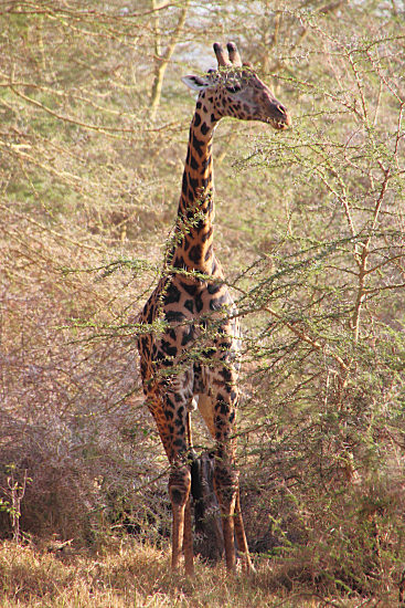 MaasaiGiraffe_4740.jpg