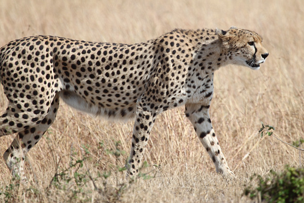 Cheetah_5955.jpg