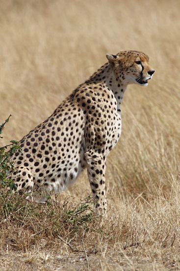 Cheetah_5958v.jpg