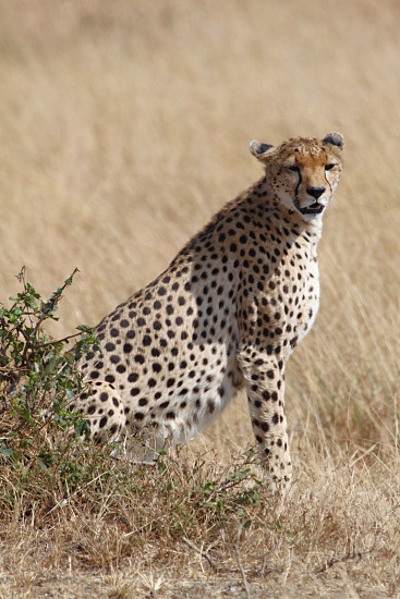 Cheetah_5959v.jpg