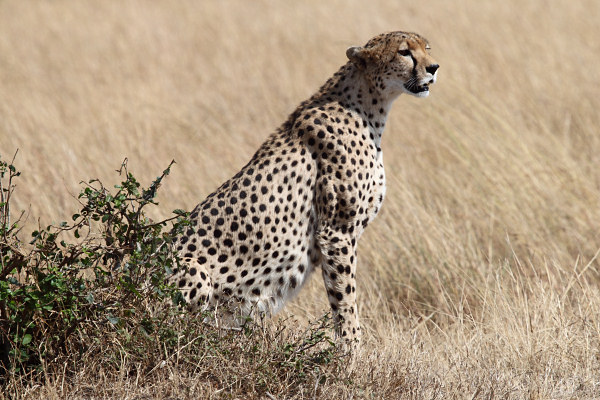 Cheetah_5961.jpg