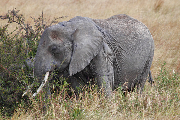 Elephants_6021.jpg