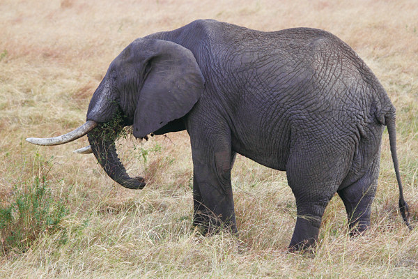 Elephants_6022.jpg