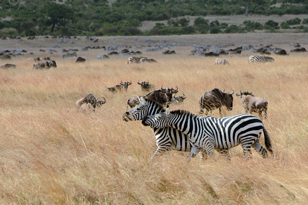Herds_Zebra&Wilderbeest_2405.jpg