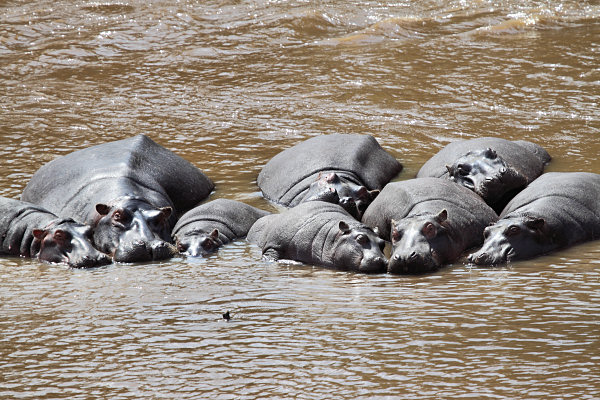 Hippos_MaraRiver_6005.jpg