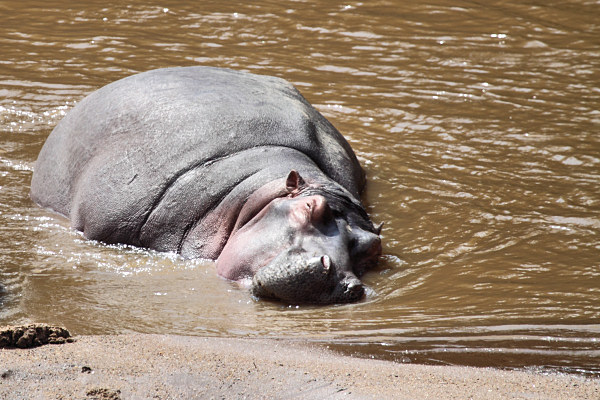 Hippos_MaraRiver_6006.jpg