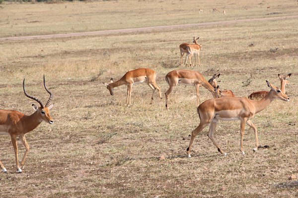 Impala_2231.jpg