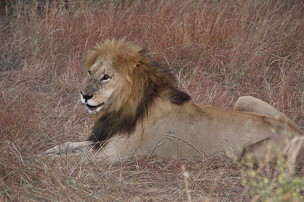 Lion_2243.jpg