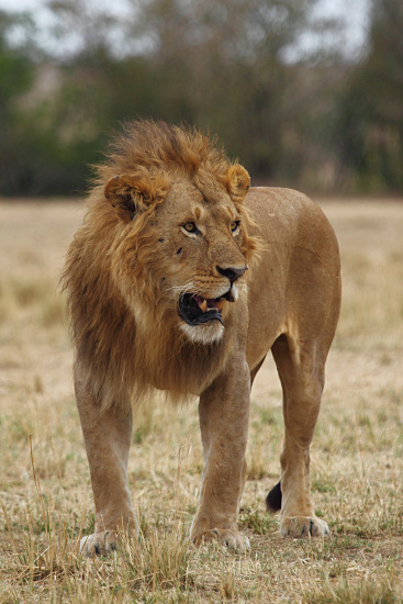 Lion_5980.jpg