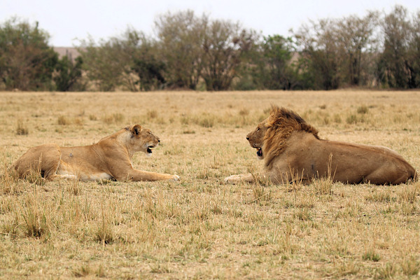 Lion_5985.jpg