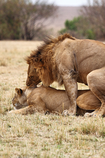 Lion_5991.jpg