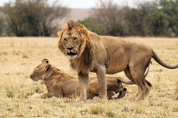 Lion_5993.jpg