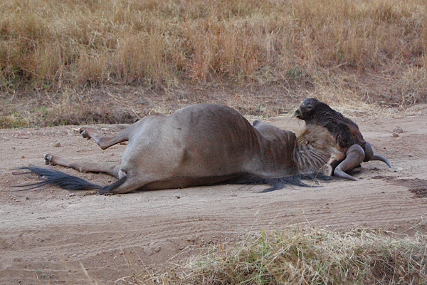 Lion_Kill_2237.jpg