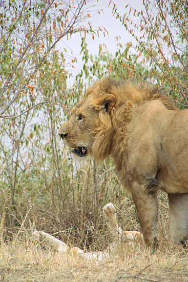 Lions_2373v.jpg