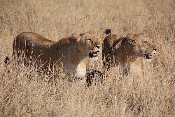 Lions_Kill_2283.jpg