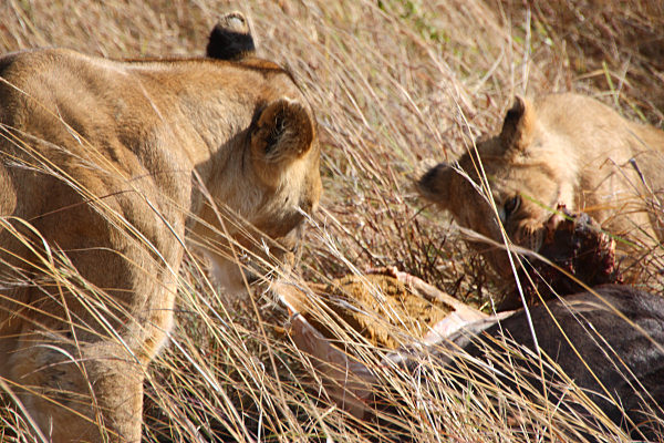 Lions_Kill_2294.jpg