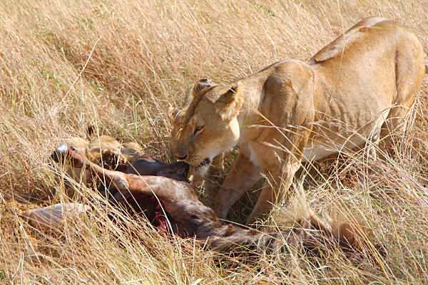 Lions_Kill_2300.jpg