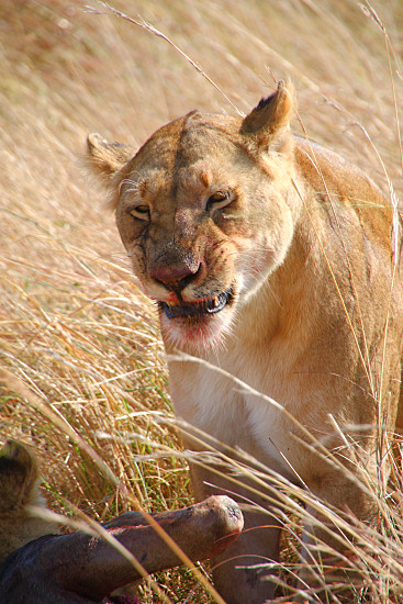 Lions_Kill_2306v.jpg